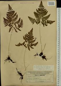 Gymnocarpium robertianum (Hoffm.) Newman, Eastern Europe, Central region (E4) (Russia)