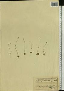 Arabidopsis thaliana (L.) Heynh., Eastern Europe, Moscow region (E4a) (Russia)