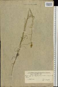 Erysimum quadrangulum Desf., Eastern Europe, Lower Volga region (E9) (Russia)