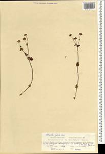 Potentilla crantzii subsp. gelida (C. A. Mey.) Soják, Mongolia (MONG) (Mongolia)