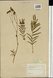 Poterium tenuifolium (Fisch. ex Link) Franch. & Sav., Siberia (no precise locality) (S0) (Russia)