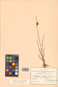 Juncus castaneus Sm., Siberia, Russian Far East (S6) (Russia)