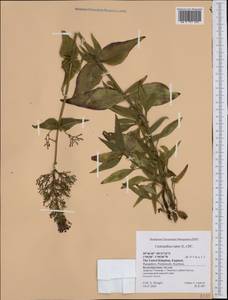 Centranthus ruber (L.) DC., Western Europe (EUR) (United Kingdom)