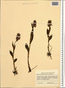 Dactylorhiza salina (Turcz. ex Lindl.) Soó, Caucasus, Stavropol Krai, Karachay-Cherkessia & Kabardino-Balkaria (K1b) (Russia)