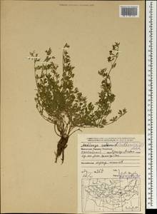 Medicago ruthenica (L.)Ledeb., Mongolia (MONG) (Mongolia)