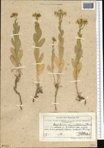 Lepidium chalepense L., Middle Asia, Northern & Central Tian Shan (M4) (Kazakhstan)