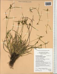 Carex lepidocarpa Tausch, Western Europe (EUR) (United Kingdom)