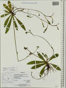 Pilosella prussica (Nägeli & Peter) Soják, Eastern Europe, North-Western region (E2) (Russia)