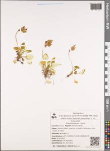 Primula modesta var. matsumurae (Petitm.) Takeda, Siberia, Russian Far East (S6) (Russia)