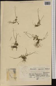 Ranunculus pygmaeus Wahlenb., Western Europe (EUR) (Svalbard and Jan Mayen)