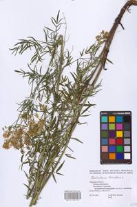 Thalictrum lucidum L., Eastern Europe, North-Western region (E2) (Russia)