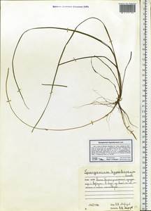 Sparganium hyperboreum Laest. ex Beurl., Eastern Europe, Northern region (E1) (Russia)