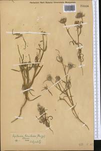 Epilasia hemilasia (Bunge) C. B. Cl., Middle Asia, Syr-Darian deserts & Kyzylkum (M7) (Not classified)