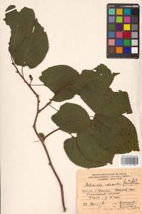 Actinidia kolomikta (Maxim. & Rupr.) Maxim., Siberia, Russian Far East (S6) (Russia)