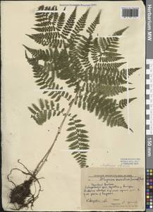 Diplazium sibiricum (Turcz. ex Kunze) Sa.Kurata, Siberia, Russian Far East (S6) (Russia)