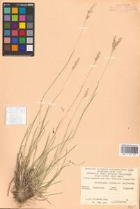 Danthonia decumbens (L.) DC., Eastern Europe, West Ukrainian region (E13) (Ukraine)