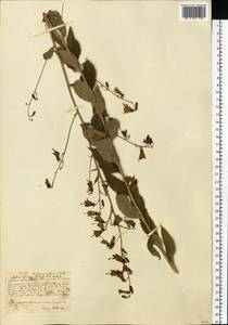 Adenophora liliifolia (L.) A.DC., Eastern Europe, Central forest-and-steppe region (E6) (Russia)