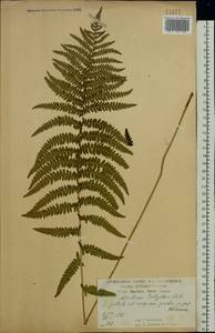 Thelypteris palustris Schott, Eastern Europe, Central forest-and-steppe region (E6) (Russia)