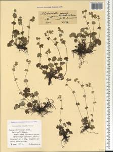 Alchemilla sericata Rchb., Caucasus, North Ossetia, Ingushetia & Chechnya (K1c) (Russia)