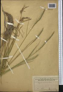 Campeiostachys dahurica (Turcz. ex Griseb.) B.R.Baum, J.L.Yang & C.Yen, Middle Asia, Northern & Central Tian Shan (M4) (Kazakhstan)
