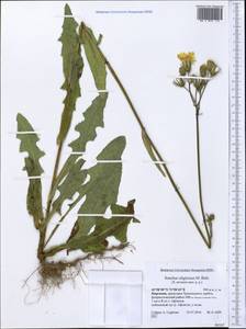 Sonchus arvensis subsp. uliginosus (M. Bieb.) Nyman, Middle Asia, Western Tian Shan & Karatau (M3) (Kyrgyzstan)