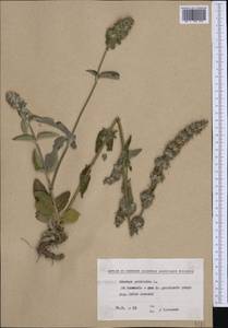 Stachys germanica L., Western Europe (EUR) (Bulgaria)