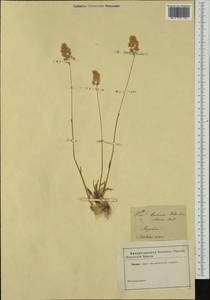 Poa badensis Haenke ex Willd., Western Europe (EUR) (Not classified)