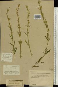 Silene tatarica (L.) Pers., Eastern Europe, Central region (E4) (Russia)