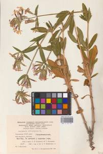 Saponaria officinalis L., Eastern Europe, Eastern region (E10) (Russia)