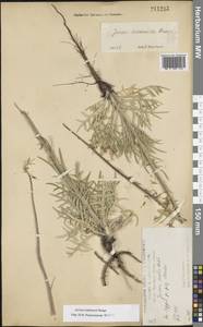 Jurinea ledebourii Bunge, Eastern Europe, Central forest-and-steppe region (E6) (Russia)
