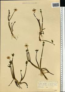 Coptidium pallasii (Schltdl.) A. & D. Löve, Siberia, Western Siberia (S1) (Russia)