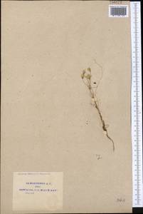 Senecio glaucus subsp. coronopifolius (Maire) C. Alexander, Middle Asia, Syr-Darian deserts & Kyzylkum (M7) (Uzbekistan)