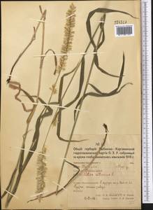 Melica altissima L., Middle Asia, Northern & Central Kazakhstan (M10) (Kazakhstan)