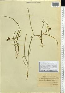 Sparganium hyperboreum Laest. ex Beurl., Siberia, Chukotka & Kamchatka (S7) (Russia)