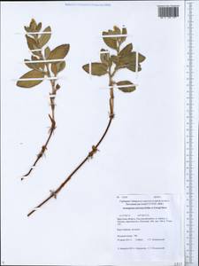 Koenigia sericea (Pall.), Siberia, Baikal & Transbaikal region (S4) (Russia)