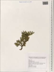 Juniperus excelsa M.-Bieb., South Asia, South Asia (Asia outside ex-Soviet states and Mongolia) (ASIA) (Iran)