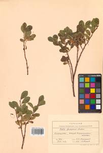 Salix fuscescens Andersson, Siberia, Chukotka & Kamchatka (S7) (Russia)