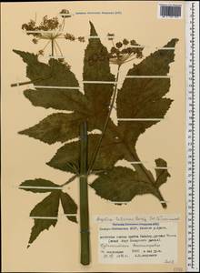 Xanthogalum tatianae (Bordz.) Schischk., Caucasus, North Ossetia, Ingushetia & Chechnya (K1c) (Russia)