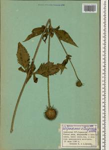 Dipsacus strigosus Willd., Caucasus, Armenia (K5) (Armenia)