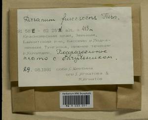 Dicranum fuscescens Turner, Bryophytes, Bryophytes - Krasnoyarsk Krai, Tyva & Khakassia (B17) (Russia)