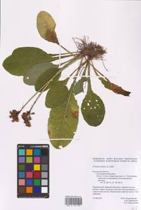 Primula elatior (L.) L., Eastern Europe, Central region (E4) (Russia)