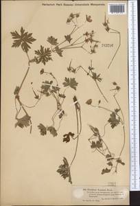 Geranium collinum Stephan ex Willd., Middle Asia, Muyunkumy, Balkhash & Betpak-Dala (M9) (Kazakhstan)