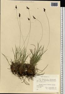 Carex montana L., Eastern Europe, Belarus (E3a) (Belarus)