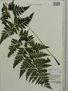 Dryopteris carthusiana (Vill.) H. P. Fuchs, Eastern Europe, Belarus (E3a) (Belarus)