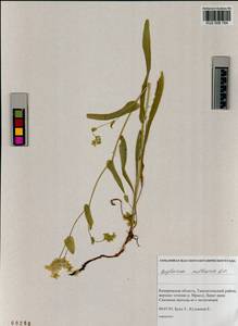 Bupleurum multinerve DC., Siberia, Altai & Sayany Mountains (S2) (Russia)