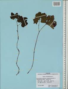 Rubus chamaemorus L., Eastern Europe, Northern region (E1) (Russia)