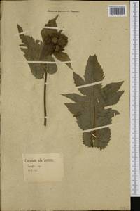 Cirsium oleraceum (L.) Scop., Western Europe (EUR) (Germany)