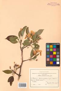 Malus mandshurica (Maxim.) Kom., Siberia, Russian Far East (S6) (Russia)