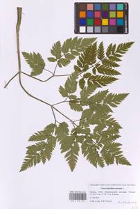 Chaerophyllum aureum L., Eastern Europe, Moscow region (E4a) (Russia)