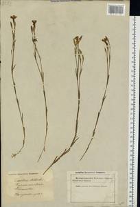 Dianthus deltoides L., Eastern Europe, Latvia (E2b) (Latvia)